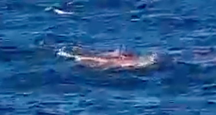 Latest news Simon Nellist Shark Attack Video